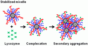 Complex Formation Between Lysozyme and Stabilized Micelles